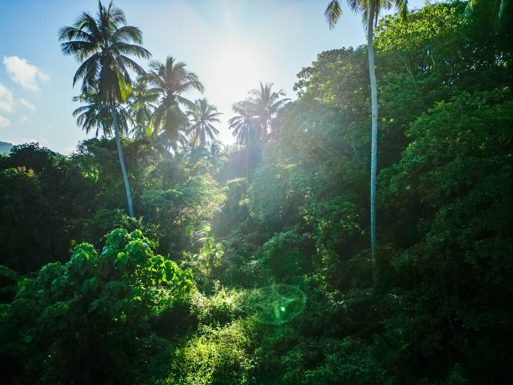 Lush green jungle